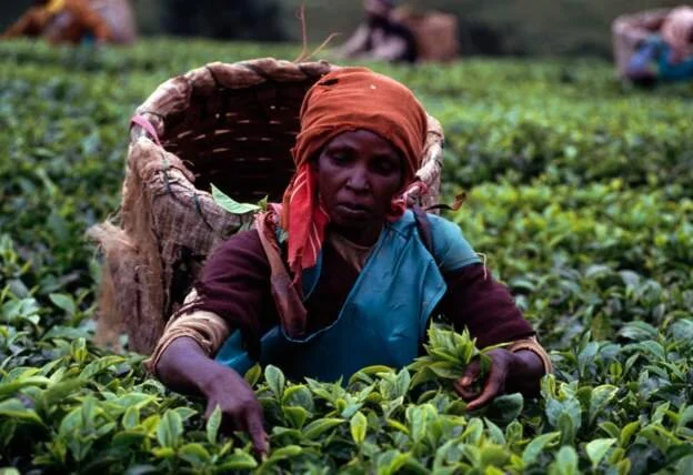 Kenya's tea production at risk over climate change