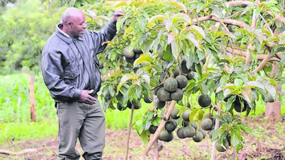 Why Tanzania needs to invest more into avocado production