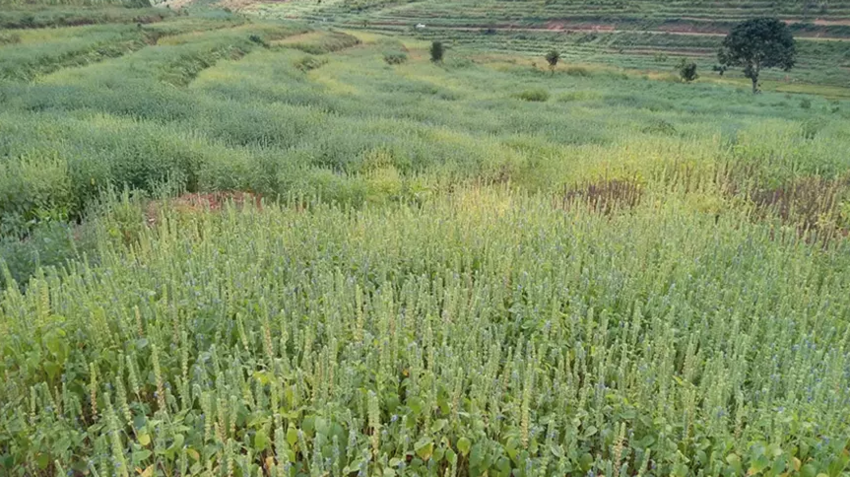 Rwanda: Small holder farmers seek fortune in Chia seeds
