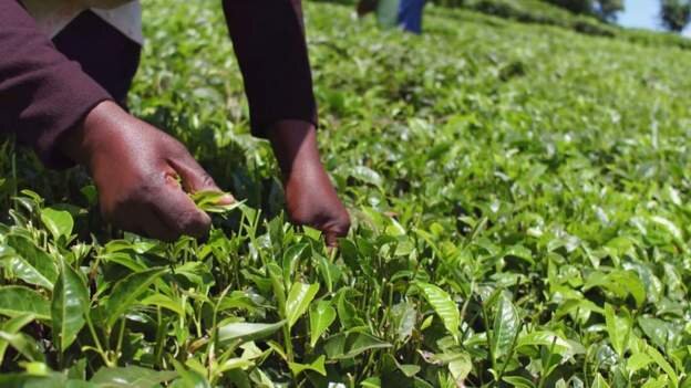 UK's failure to apologise for Kenya land grabs criticised