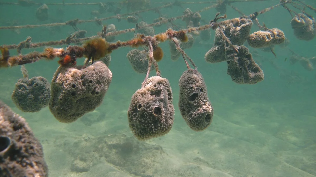 As Oceans Warm, Zanzibar's Women Sea Farmers Grow Sponges to Stay Afloat 