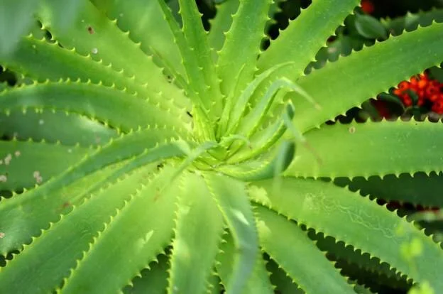 Kenya: Rampant plant smuggling threatening species - report