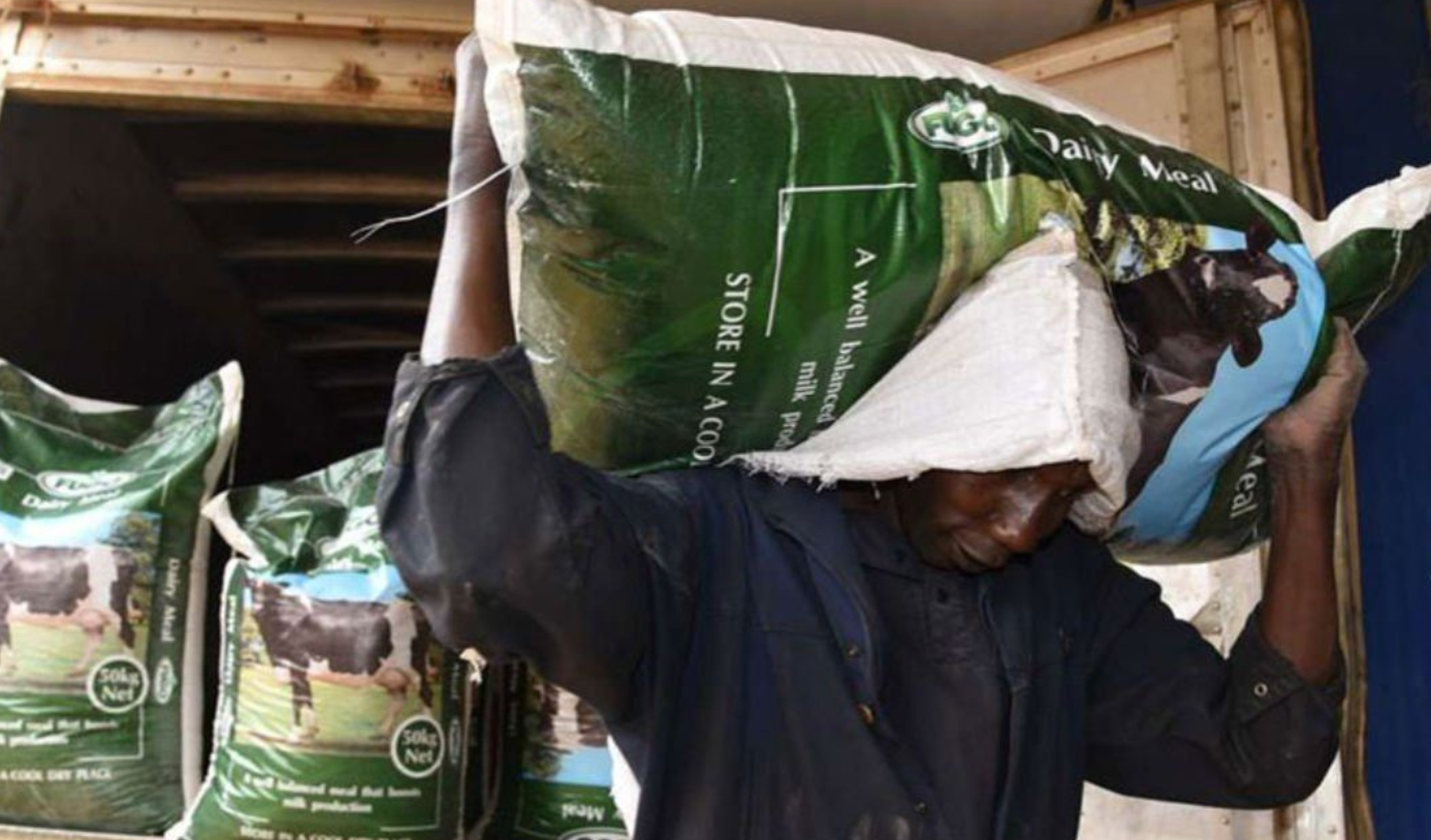 Kenya rules out GMO maize imports to tame cost of animal feeds