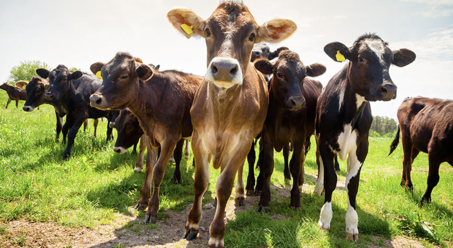 Tanzania: Agric, Livestock, Fisheries to Benefit From 100bn/ - in NMB Loans