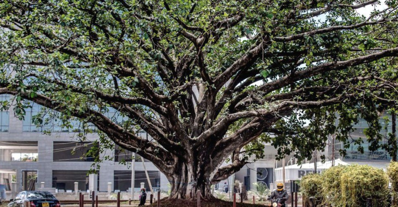 Kenya tree felling sparks anger over Nairobi's new highway