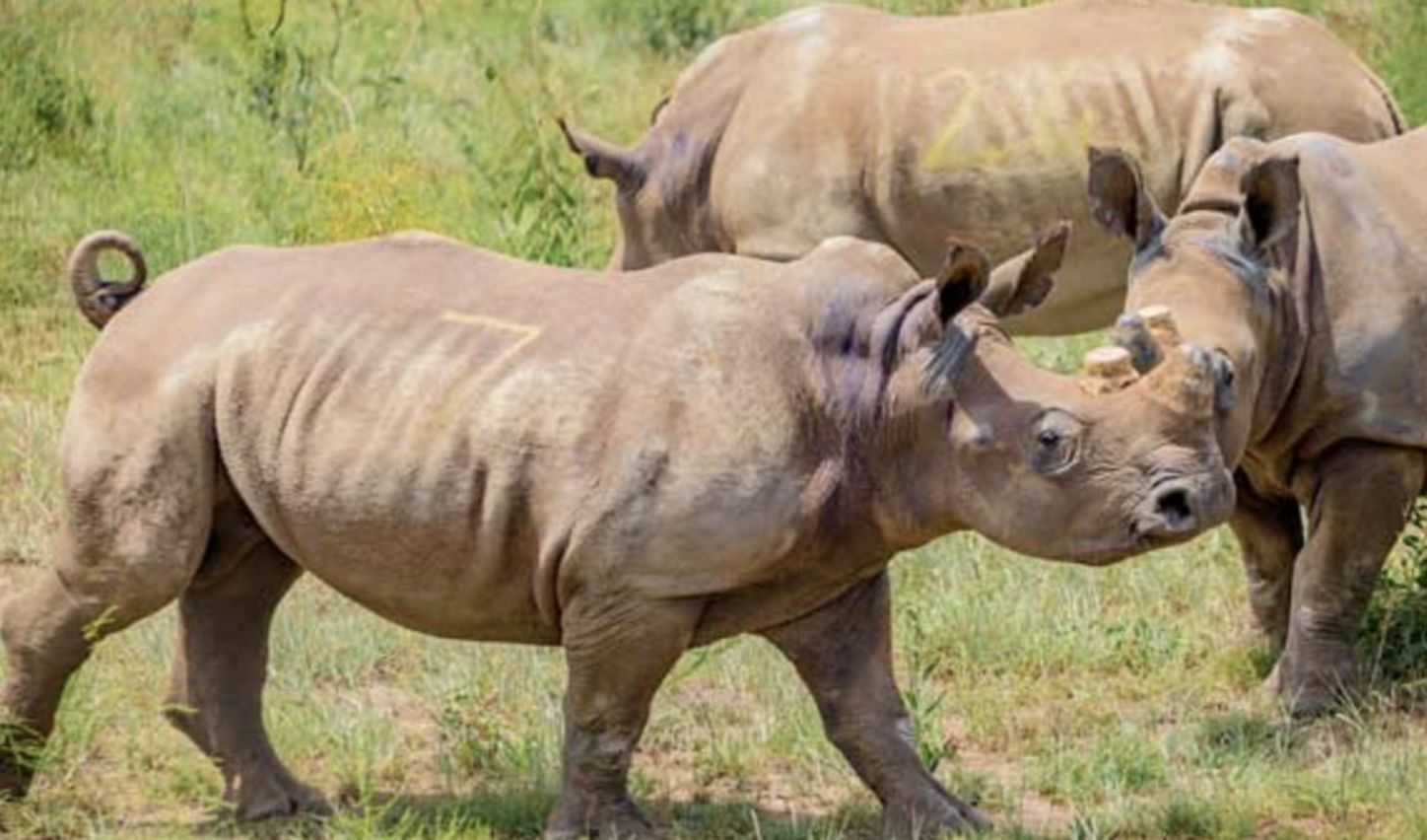 Rwanda gets 30 white rhinos from South Africa