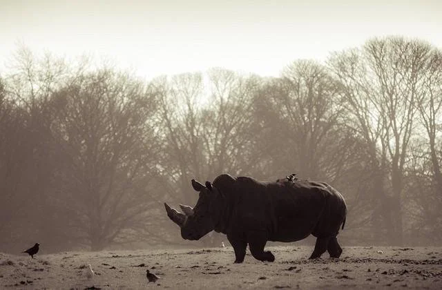 Three arrested with rhino horns in Mozambique - police