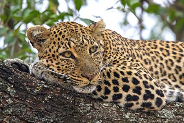 Stray leopard captured after entering Kenyan home
