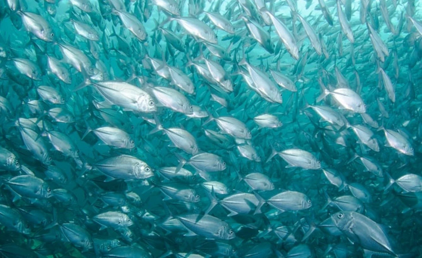 Ethiopia: Harnessing Fishery Sector Alongside Summer Farming