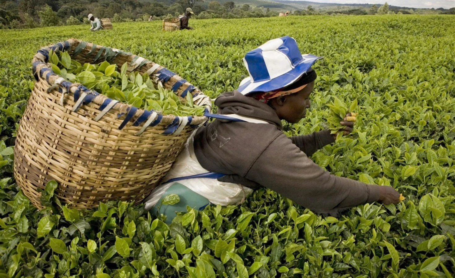 Kenya's Tea Performance Continues to Decline Despite Reforms