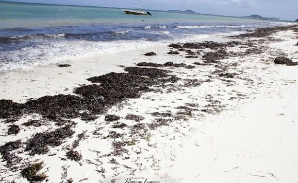 Zanzibar Sets Sights On Developing Island's Blue Economy