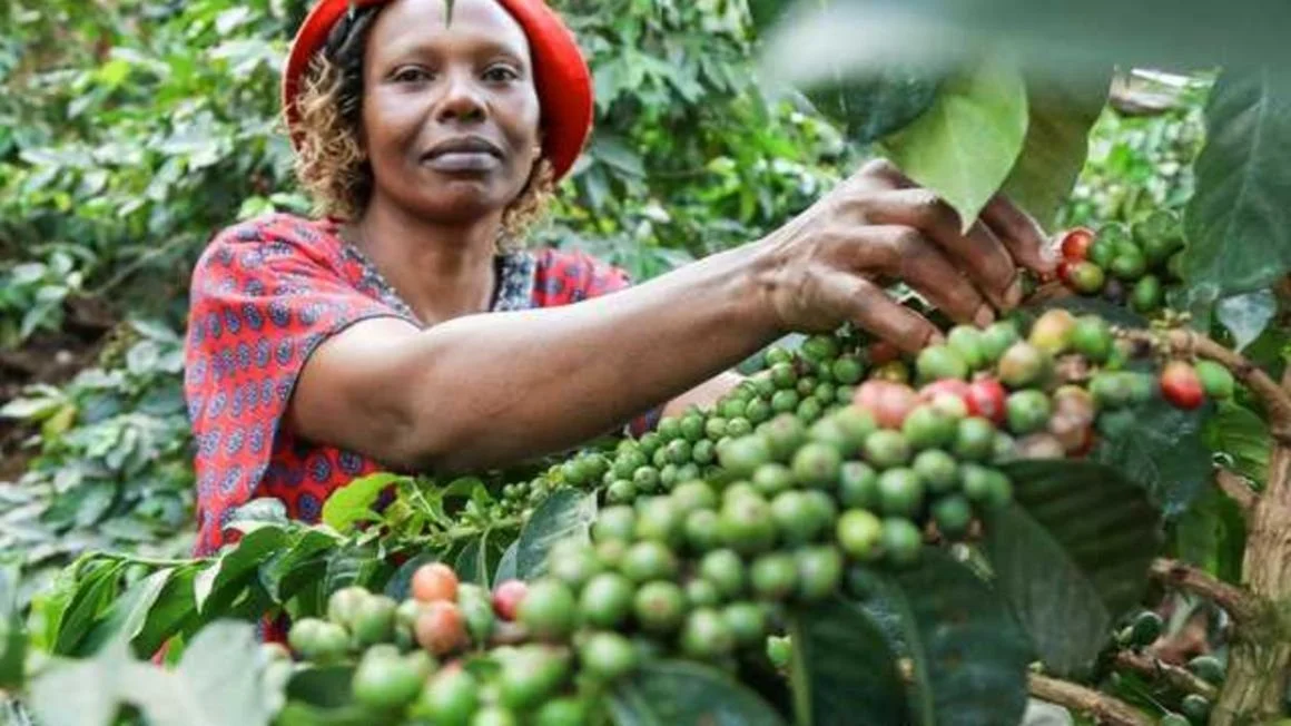 Uganda suspends International Coffee Organisation membership