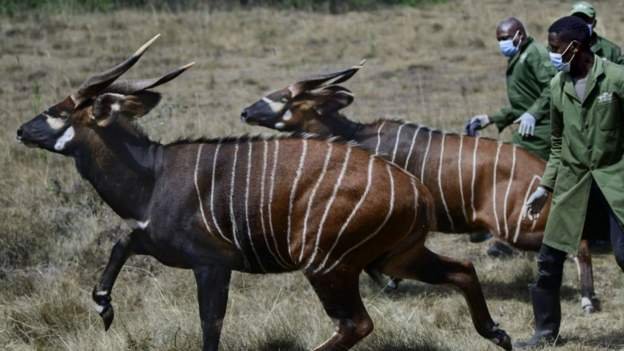 Kenya seeks to save rare antelopes from extinction