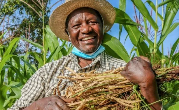 Kenyan Tobacco Farmers Move to Healthier Crop Options