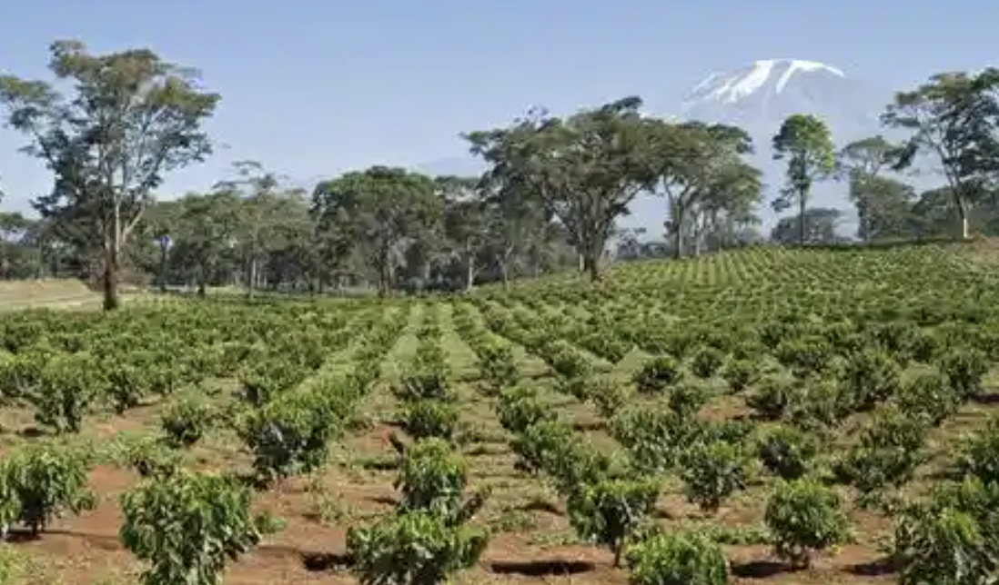 Tanzanian MPs Call for Agriculture Reforms To Boost GDP
