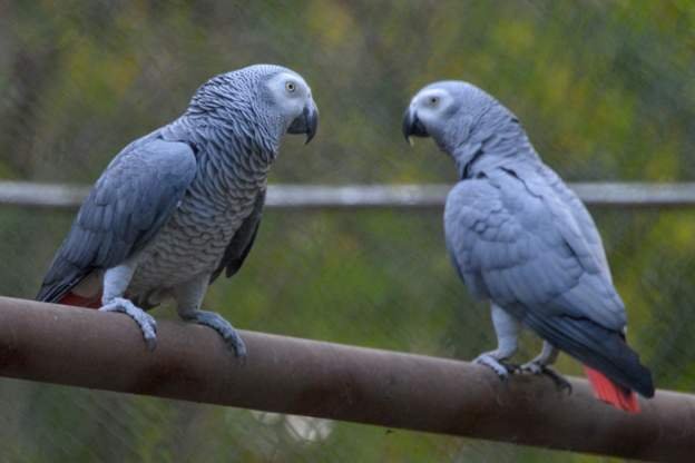 Uganda detains 'smuggler' of 122 rare parrots