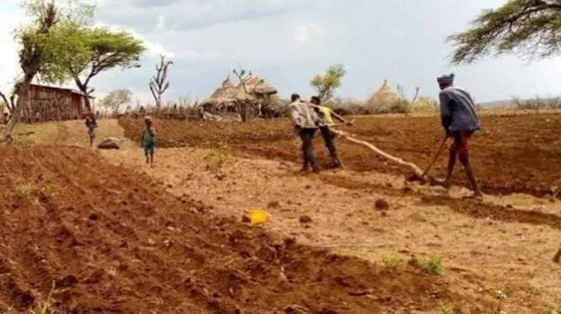 Ethiopian farmers ploughing like oxen go viral