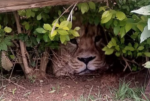 Villagers mistake plastic bag for a lion in Kenya