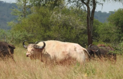 Rare white buffalo sighted in Tanzanian park