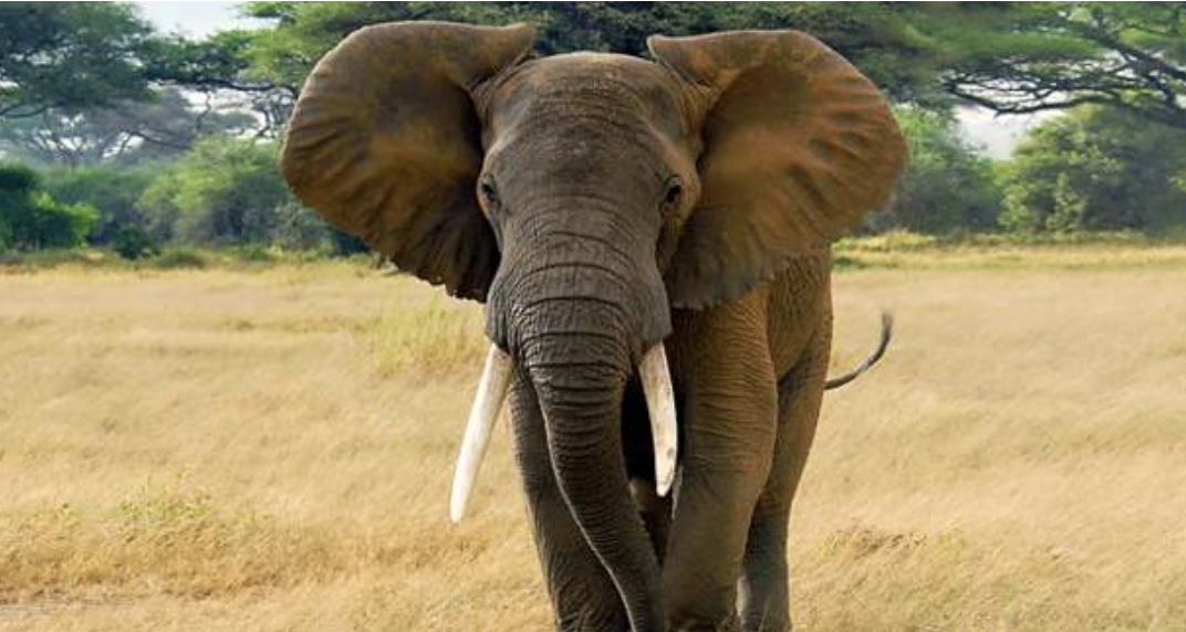 Drought killed 70 Kenyan elephants in one year