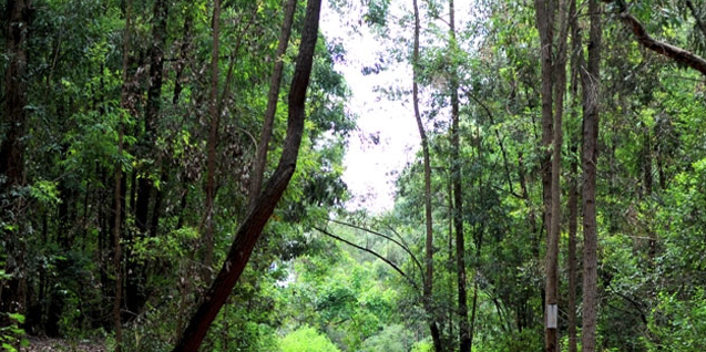 Kenya: Kiambu Forest Cover Reported at 16% With 40,001 Hectares of Forestland