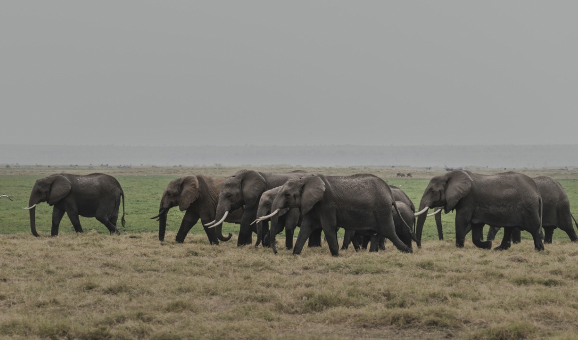 Kenya: Farmers Test 'Smart' Fences to Curb Elephant Invasions