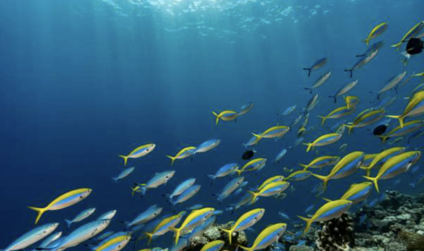 Nations seek ambitious 30% protected-status nature target