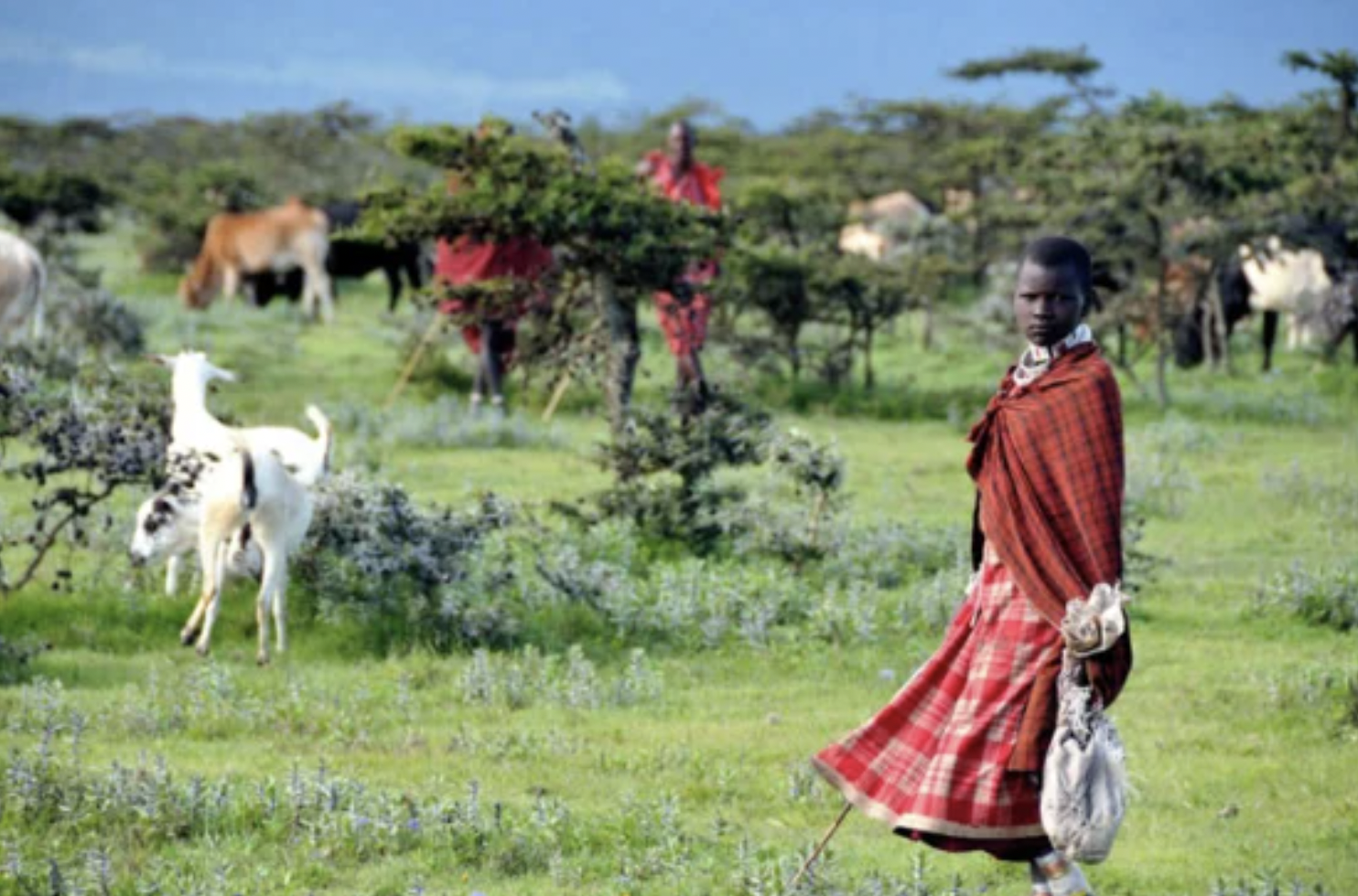 Ruling on Tanzania Maasai land dispute postponed