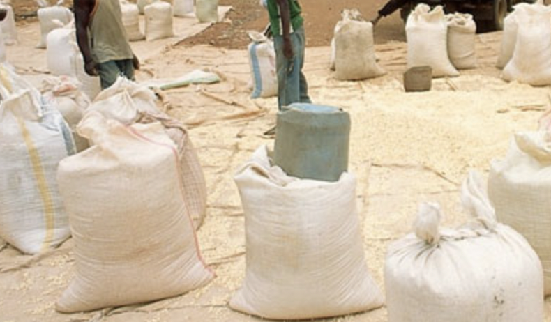 Kenyans Urged to Eat Other Foods Amid Maize Flour Crisis