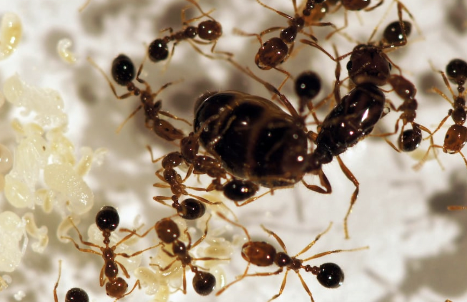 Concern as Somalis 'get high' on ants