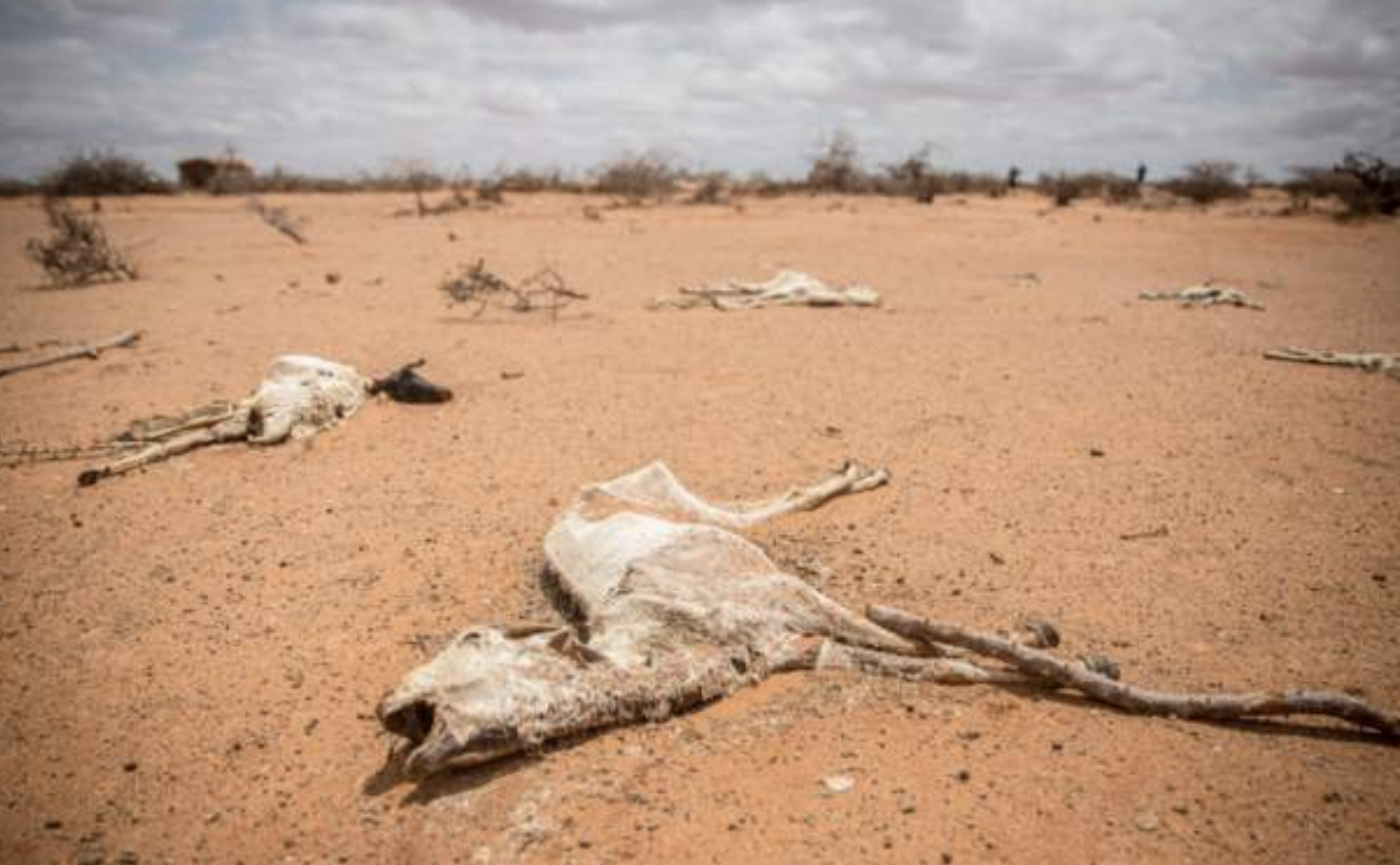Half of Somalia's population hungry as drought bites