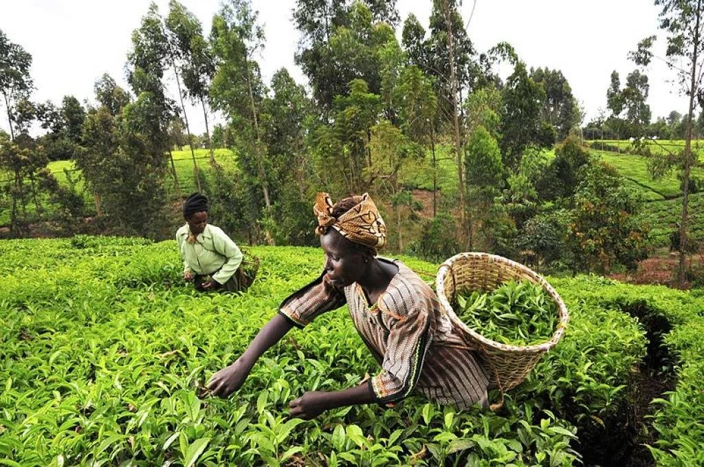 Kenya: Farmers Say They Are Tired of Empty Election Promises 