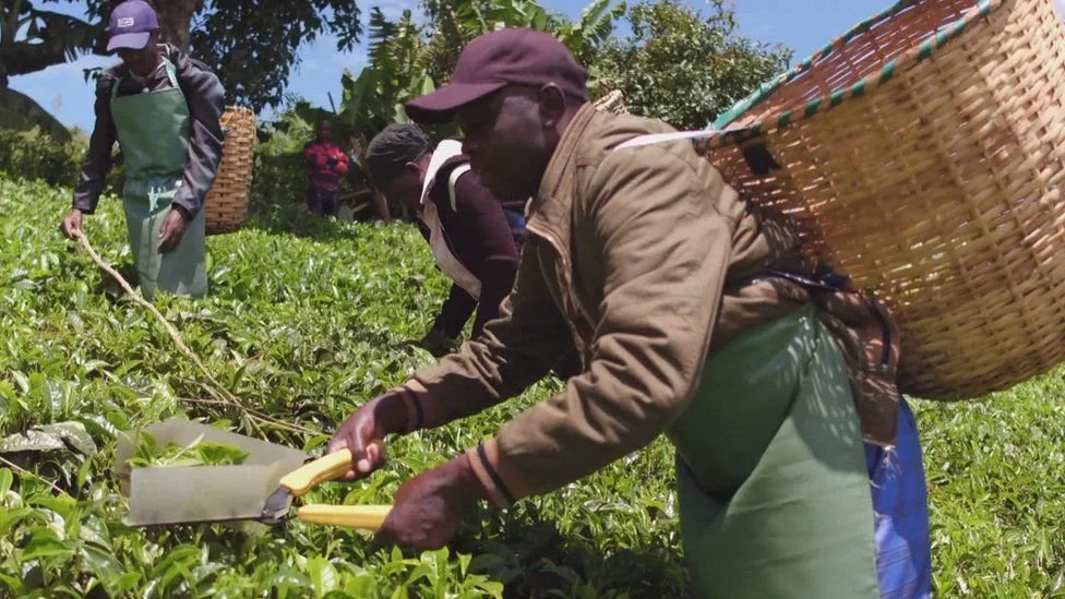 Scottish firm ordered to halt legal action in Kenyan tea pickers case 
