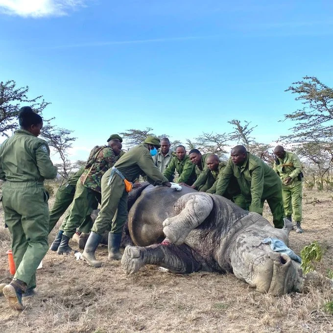 Drought causing increased rhino fights in Kenya park 