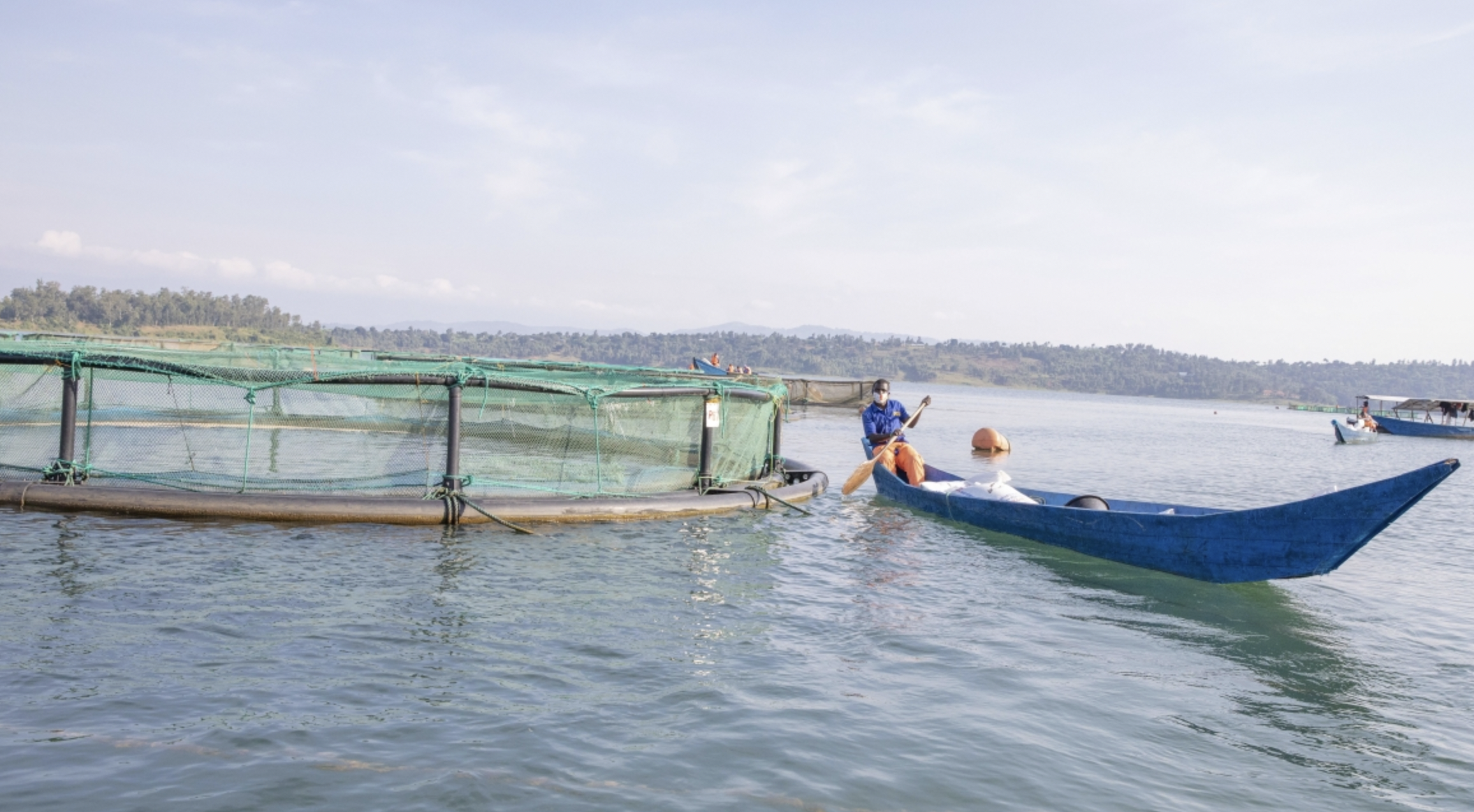 Rwanda: Kivu Fish Farmers Wary Over Sharp Decline in Production