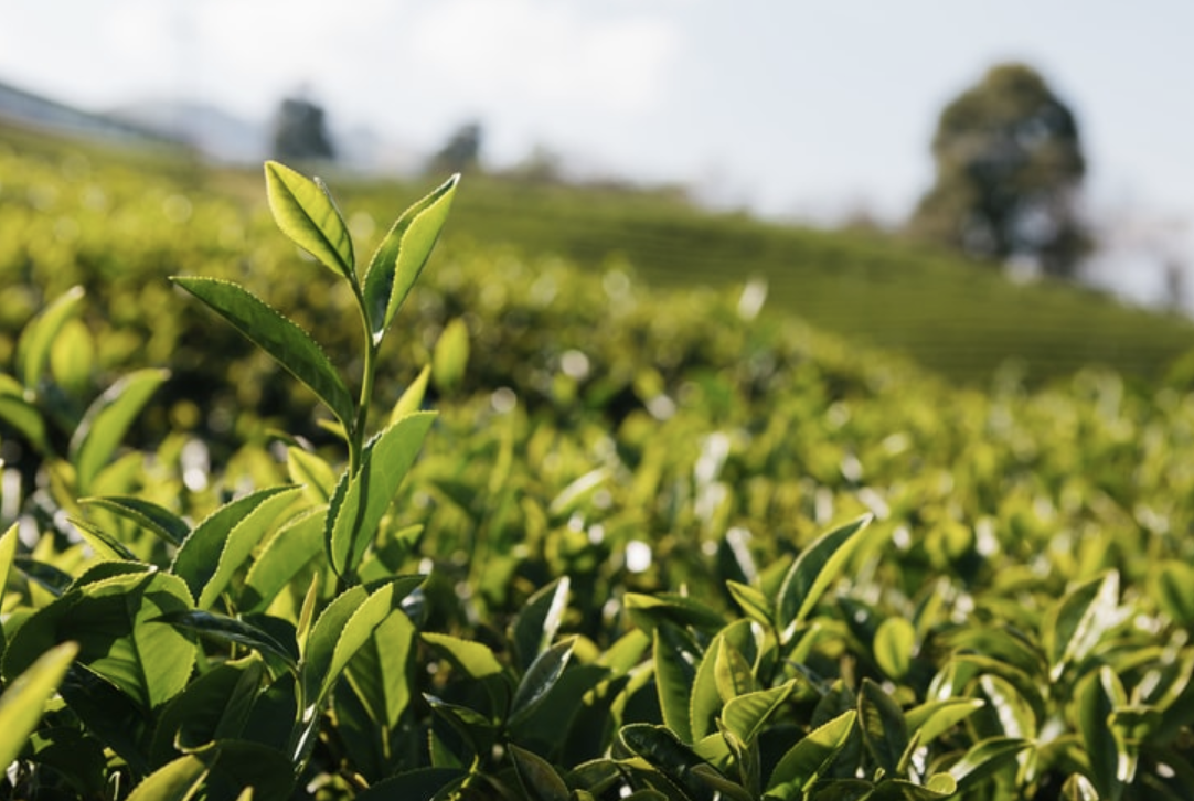 Kenya: Tea Prices Rise Slightly Despite Low Demand From Traders