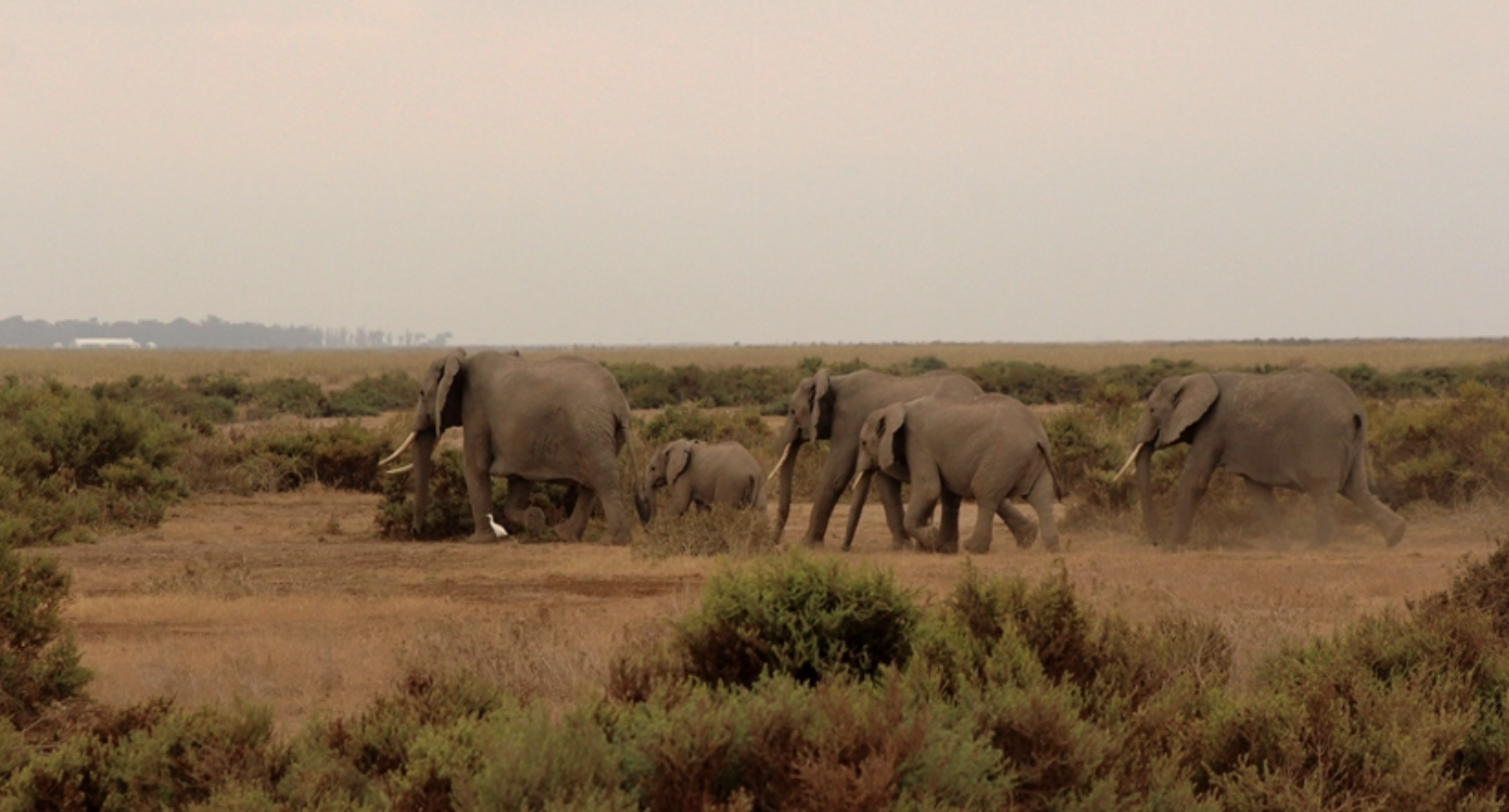 Hunt on for stray elephant near Kenya's capital