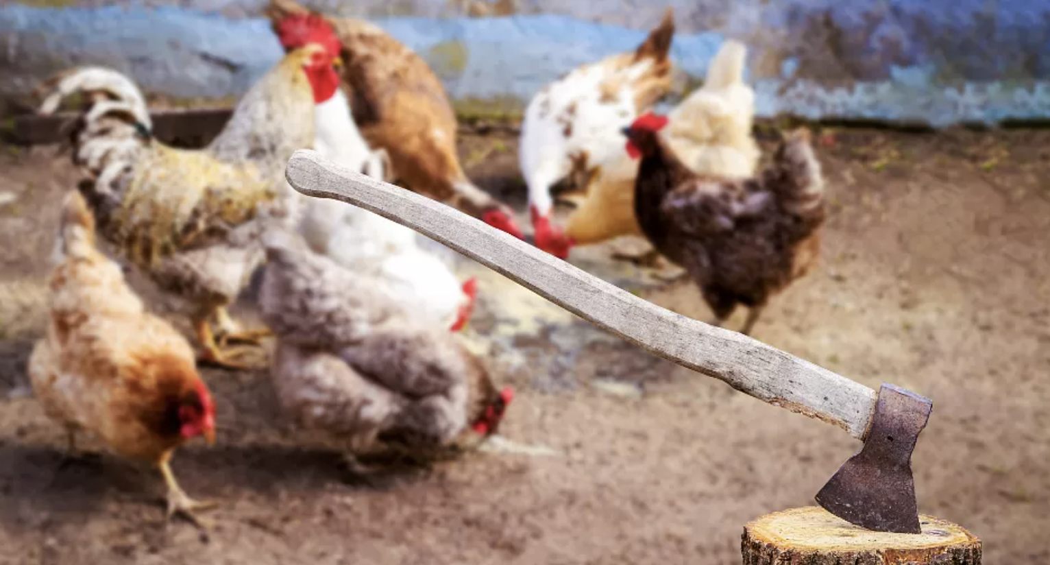 Kenya curriculum uproar as pupils behead live chickens in school