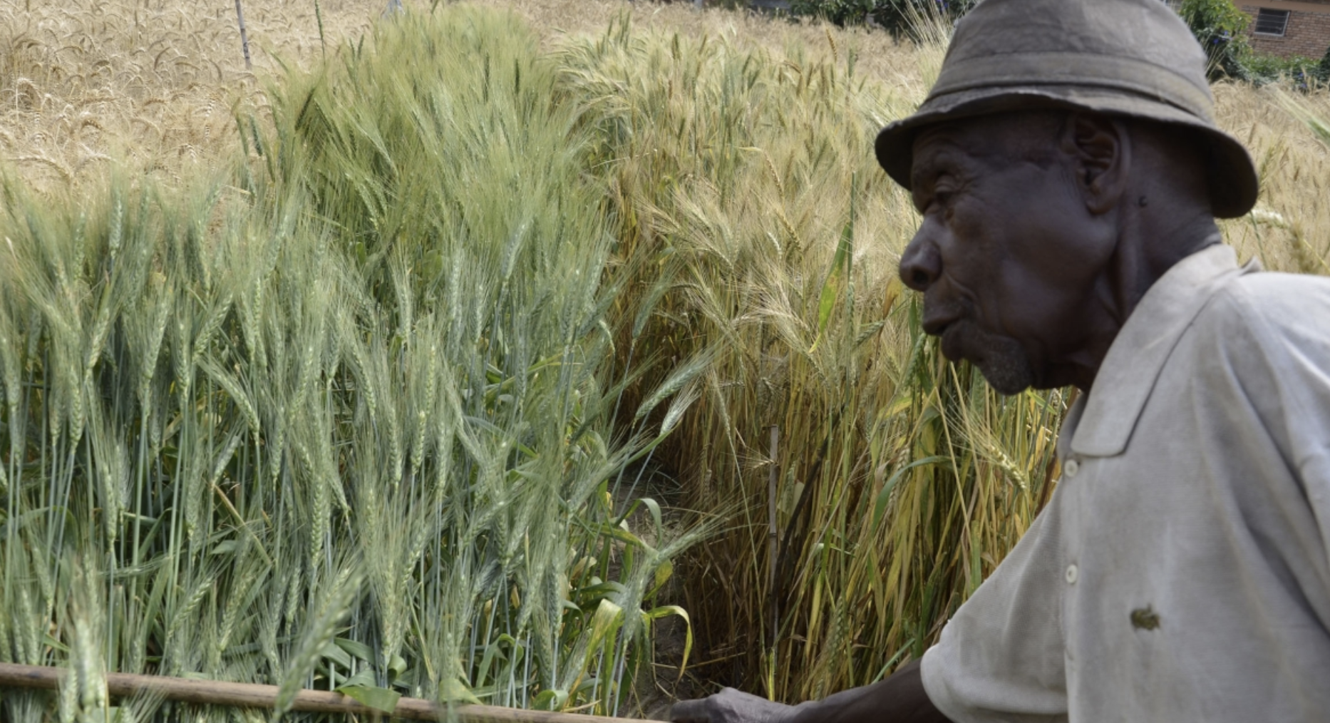 Rwanda: Rwf10 Billion Needed to Revamp Stalled Wheat Factory