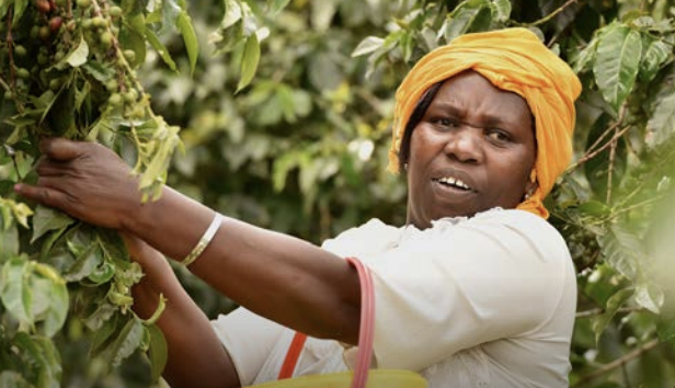 Kenya: Farmers Face Losses As Climate Change Starts to Take Course