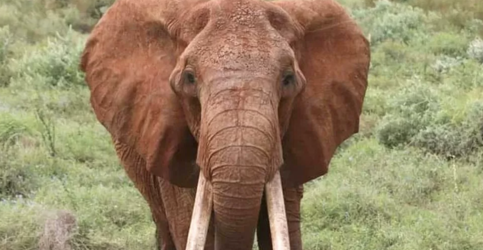 Kenya's famous matriarch elephant dies