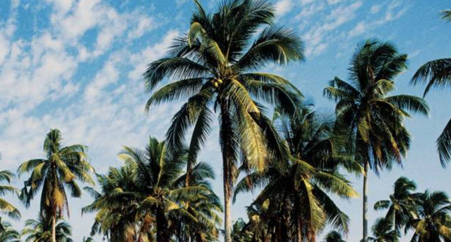 Nairobi governor to import trees from Malaysia