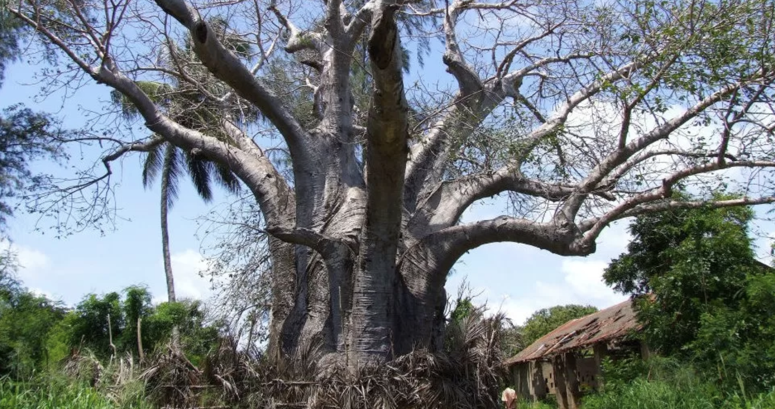 Kenya bans 'biopiracy' export of notorious baobabs
