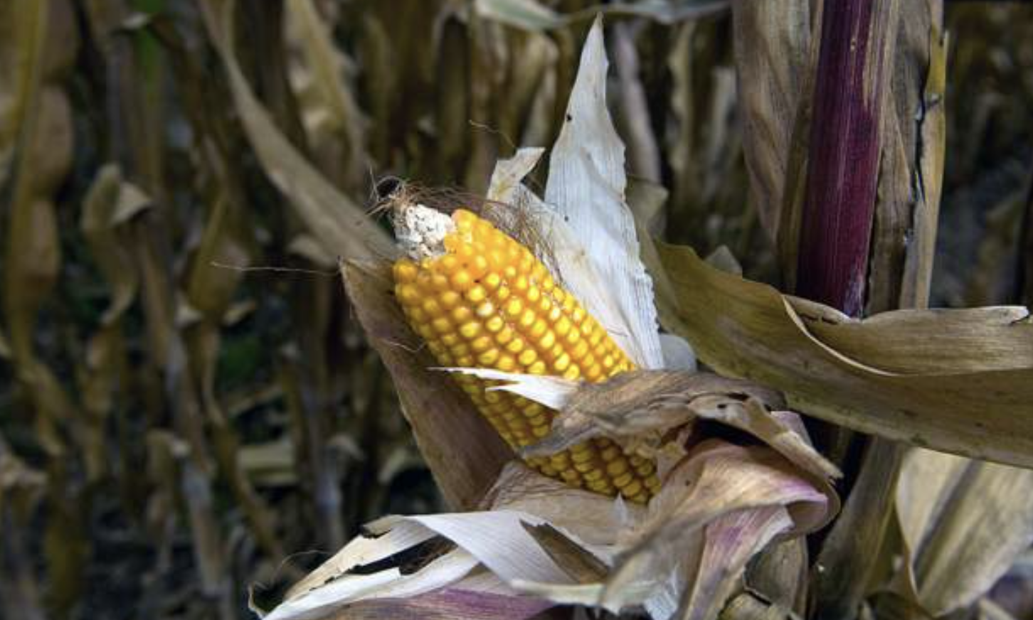 Kenyan court halts lifting of GM crops ban
