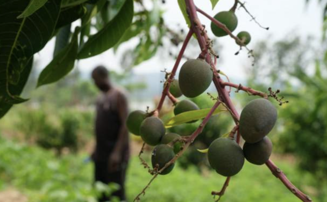 Rwanda gets Africa's first IMF climate payout