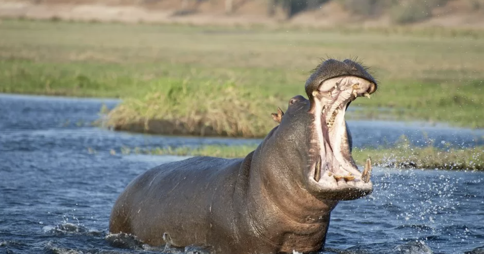 Toddler survives hippo attack in Uganda