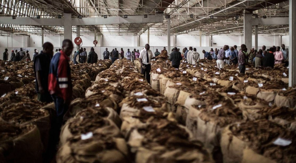 UN says children in Malawi skipping school to work in tobacco farms