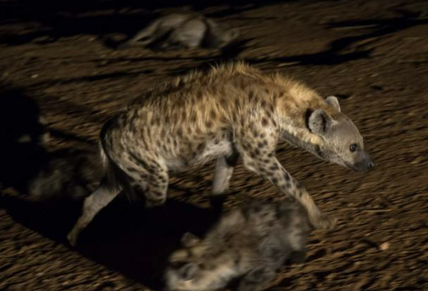 Hyenas hunted in Ethiopia after spike in attacks