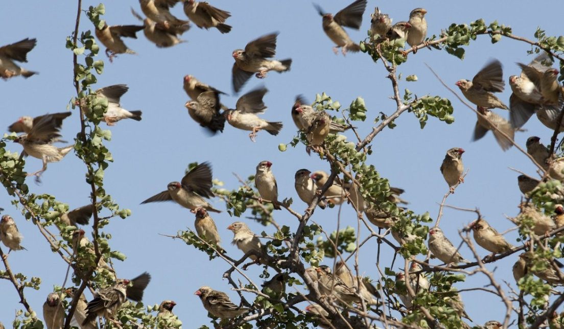 Kenya's Agriculture Authorities Defend Killing of Invasive Birds