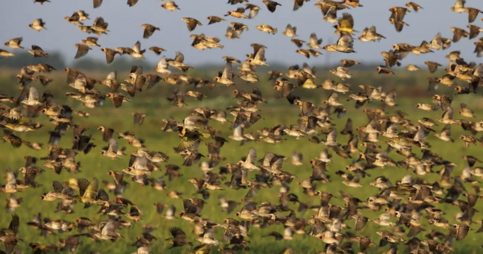 Kenyan rice farmers battle quelea birds in Kisumu